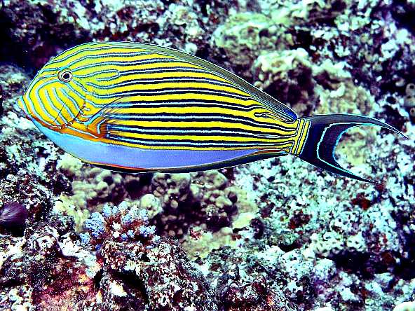 ニザダイ亜目 図鑑 Surgeonfishes, Rabbitfishes-