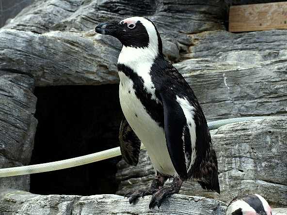 素人が作ったお魚図鑑 鳥綱pansphenisciformesペンギン目ペンギン科フンボルトペンギン属ケープペンギン